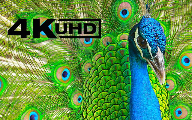 4K UHD Продукты